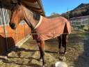 Fattrice Sella Francese In vendita 2016 Baio