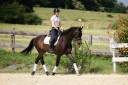 Castrone KWPN Cavallo da Sport Neerlandese In vendita 2015 Baio scuro