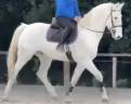 Cavallo belga cat 140/145