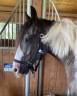 Castrone Cavallo da Sport Irlandese In vendita 2013 Pezzato