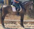 Intero PRE Andaluso In vendita 2020 Grigio