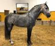 Intero PRE Andaluso In vendita 2018 Grigio