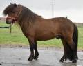 Stallone Shetland In vendita 2015 Baio scuro