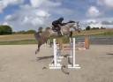 Castrone sBs Cavallo da Sport Belgio In vendita 2020 Grigio ,  Ducati van schuttershof