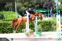 CAVALLO BELGA 2016