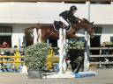 Cavalla PFS Pony Francese da Sella In vendita 2012 Sauro ,  ROBINWOOD DE BLONDE