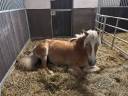 Cavalla Haflinger In vendita 2005 Crine lavato