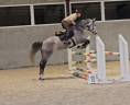 Cavalla sBs Cavallo da Sport Belgio In vendita 2019 Grigio ,  Garfield de tiji des templiers 