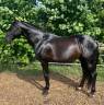 Invicto Aran - PRE Andaluso 2016