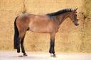 Castrone sBs Cavallo da Sport Belgio In vendita 2021 Baio ,  COSTELLO T