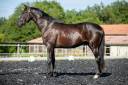 Castrone KWPN Cavallo da Sport Neerlandese In vendita 2021 Nero