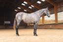 Cavalla PRE Andaluso In vendita 2022 Grigio