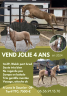 Cavalla Welsh Part Bred In vendita 2021 Palomino