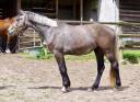 Cavalla Sella Francese In vendita 2022 Grigio ,  Convall