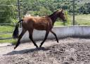 Puledra Lusitano In vendita 2024 Baio ,  Bemperfumado