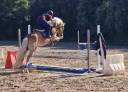 Doppio pony halfinger castrone con certificati d'origin