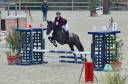 Castrone Pony da Sella Belgio In vendita 2018 Nero