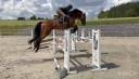 Cavalla sBs Cavallo da Sport Belgio In vendita 2020 Baio ,  Conthargos