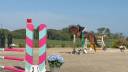 Cavallo 8 anni
