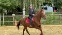 Cavalla Trottatore Francese In vendita 2019 Sauro