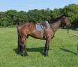 Castrone Trottatore Francese In vendita 2013 Baio