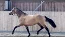 Cavalla PFS Pony Francese da Sella In vendita 2020 Isabella ,  Dumbledor