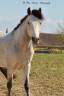 Intero PFS Pony Francese da Sella In vendita 2021 Grigio ,  Dumbledor