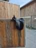 Sella da dressage Bates  17.5" - 2023