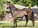 Cavalla PFS Pony Francese da Sella In vendita 2021 Baio scuro