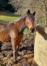 Fattrice Trottatore Francese In vendita 2009 Baio scuro