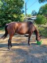 Fattrice Trottatore Francese In vendita 2009 Baio scuro