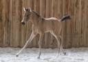 Castrone Welsh Part Bred In vendita 2025 Isabella ,  KEIZERSKROON EDISON