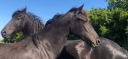 Puledra Frisone In vendita 2024 Nero ,  Epke 474, Sport Elite AAA