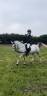 Pony dressage