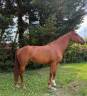 CAVALLA OLANDESE DEL 2019