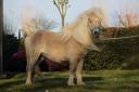 Stallone Shetland In vendita 2022 Altro colore ,  stjernens waston