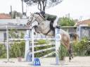 Cavallo italiano di 6 anni