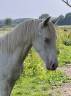 Puledro Altre Razze di Pony In vendita 2024 Perlino