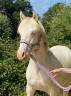 Puledro Altre Razze di Pony In vendita 2024 Perlino