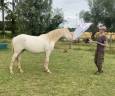 Castrone Altre Razze di Pony In vendita 2024 Perlino