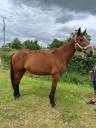 Fattrice Trottatore Francese In vendita 2014 Baio ,  KESACO PHEDO