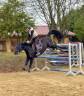 Castrone Welsh Poney (Sezione D), Welsh Cob  In vendita 2019 Nero
