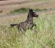 Puledro Arabo In vendita 2025 Nero ,  Black Shivas