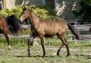 Puledra CDF - Cavallo da dressage francese In vendita 2024 Dun ,  idem du peyron