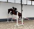 Castrone KWPN Cavallo da Sport Neerlandese In vendita 2021 Baio