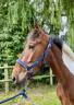 Castrone sBs Cavallo da Sport Belgio In vendita 2021 Pezzato