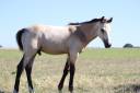Puledro PFS Pony Francese da Sella In vendita 2025 Isabella ,  Usandro Tilia Derlenn