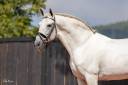 Stallone PRE Andaluso In vendita 2010 Grigio ,  Armas Tarugo