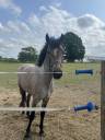 Intero PFS Pony Francese da Sella In vendita 2023 Grigio ,  DEXTER LEAM PONDY