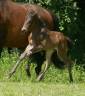 Puledro Lusitano In vendita 2024 Altro colore